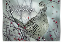 Feathered Friend Holiday Cards